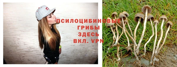 прущие грибы Пенза
